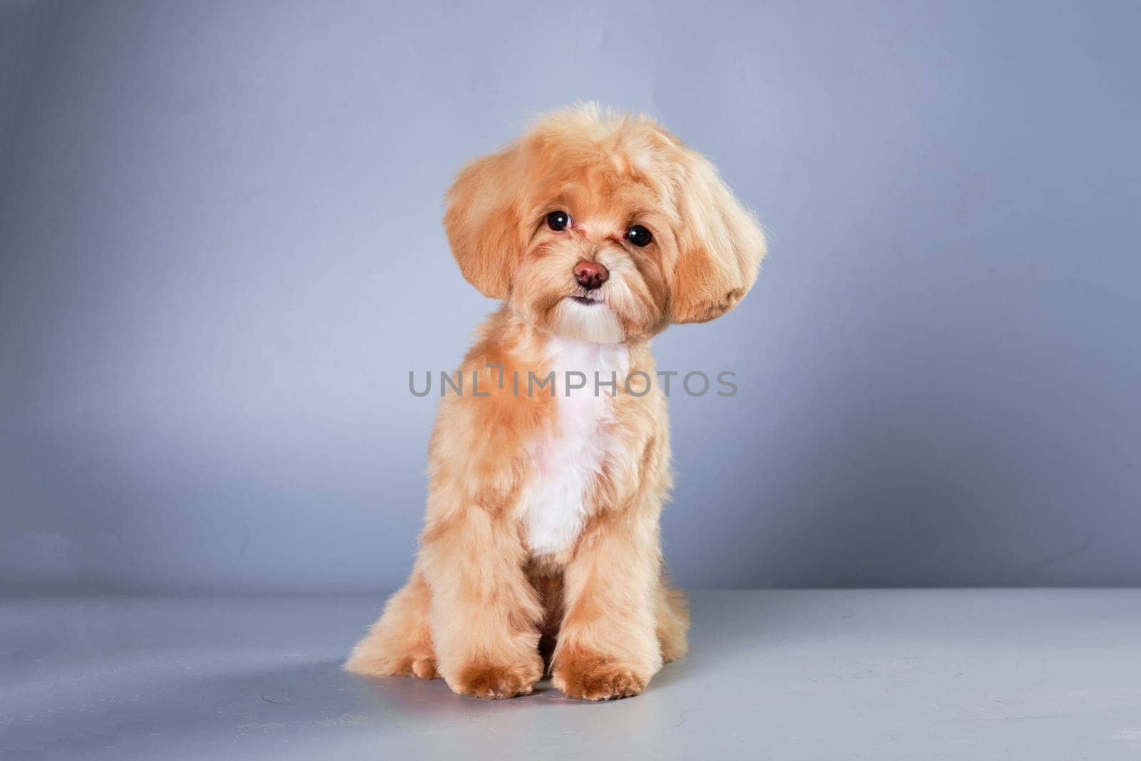 Miniature Poodle Puppy sits on a gray background