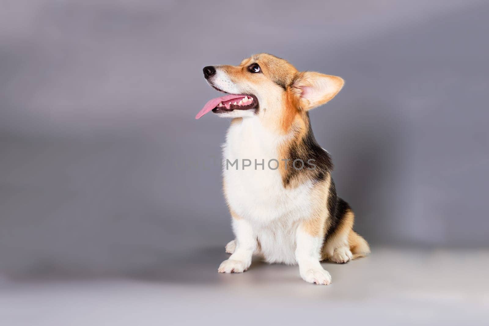 Corgi dog Pembroke on a gray background