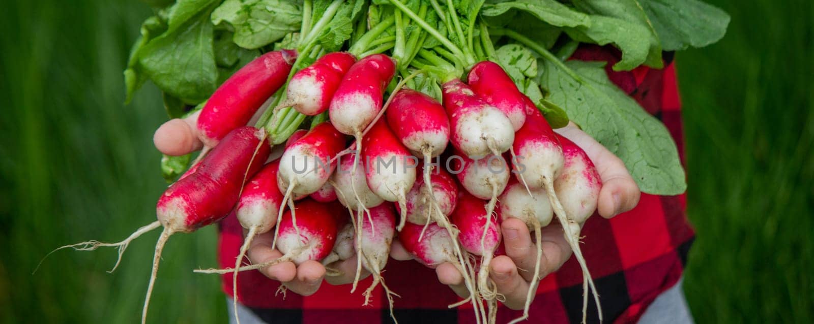 the boy is holding a bunch of freshly picked radishes. selective focus.