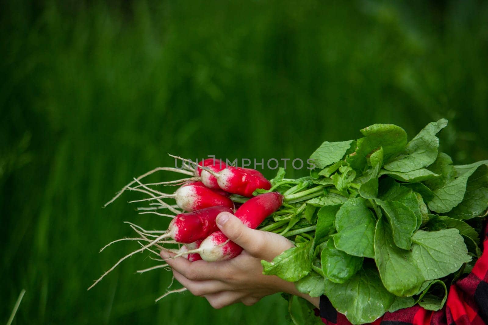 the boy is holding a bunch of freshly picked radishes. selective focus.