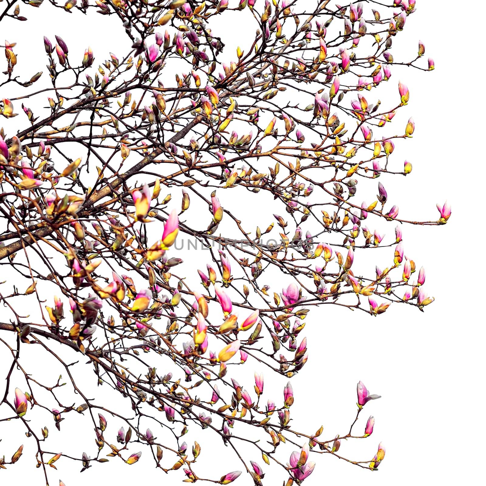 Blooming magnolia tree in spring isolated on white background.