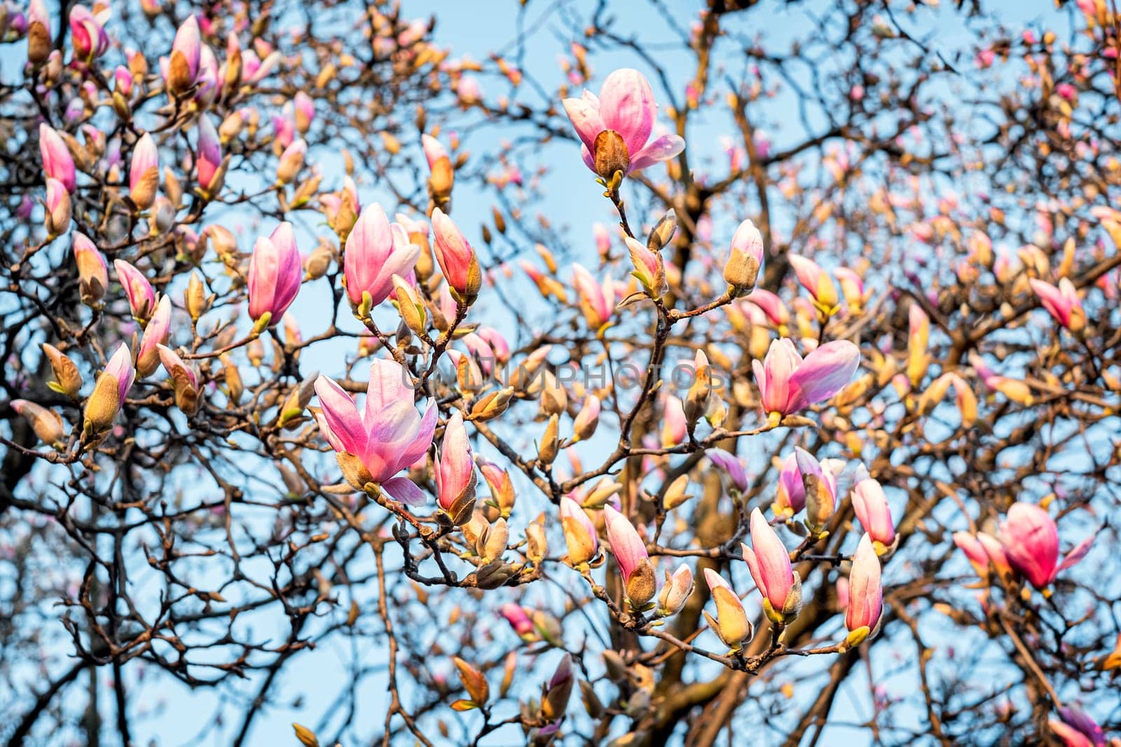 Blooming magnolia tree in spring on blue sky background.