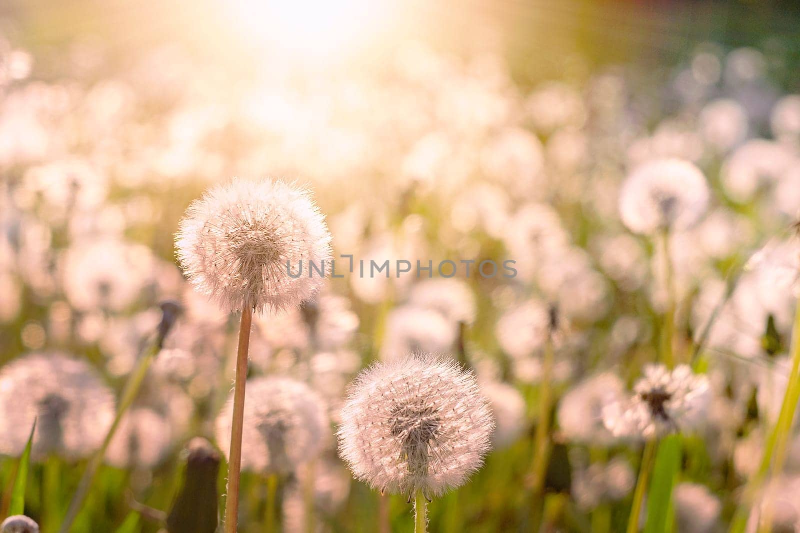 Dandelions on the meadow at sunlight background.