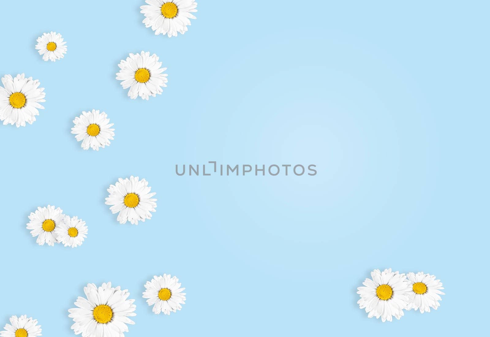 Flat lay composition with fresh chamomiles on blue background, flat lay. Space for text by Annavish