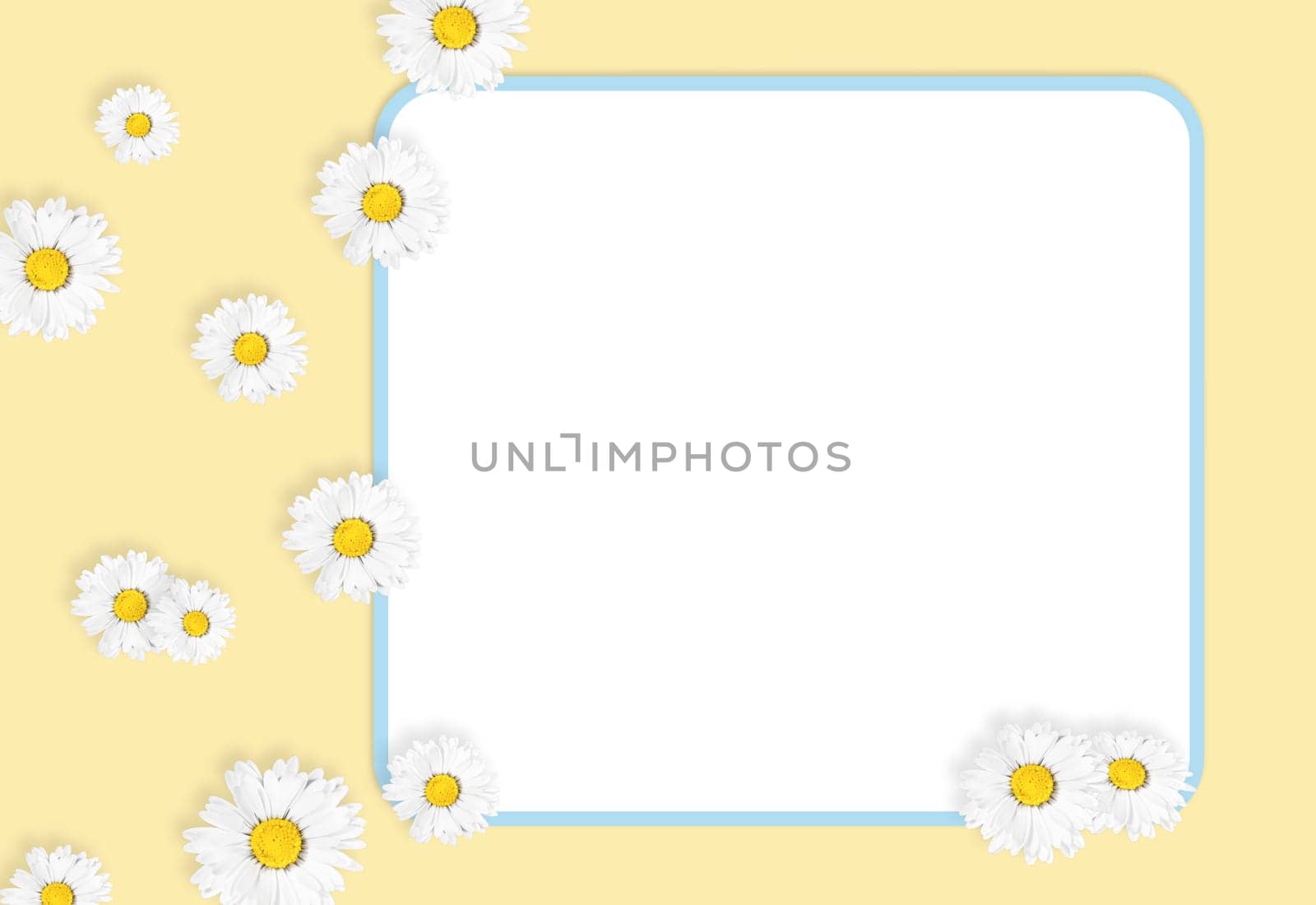 Flat lay composition with fresh chamomiles and white frame on yellow background, mock up. Space for text.