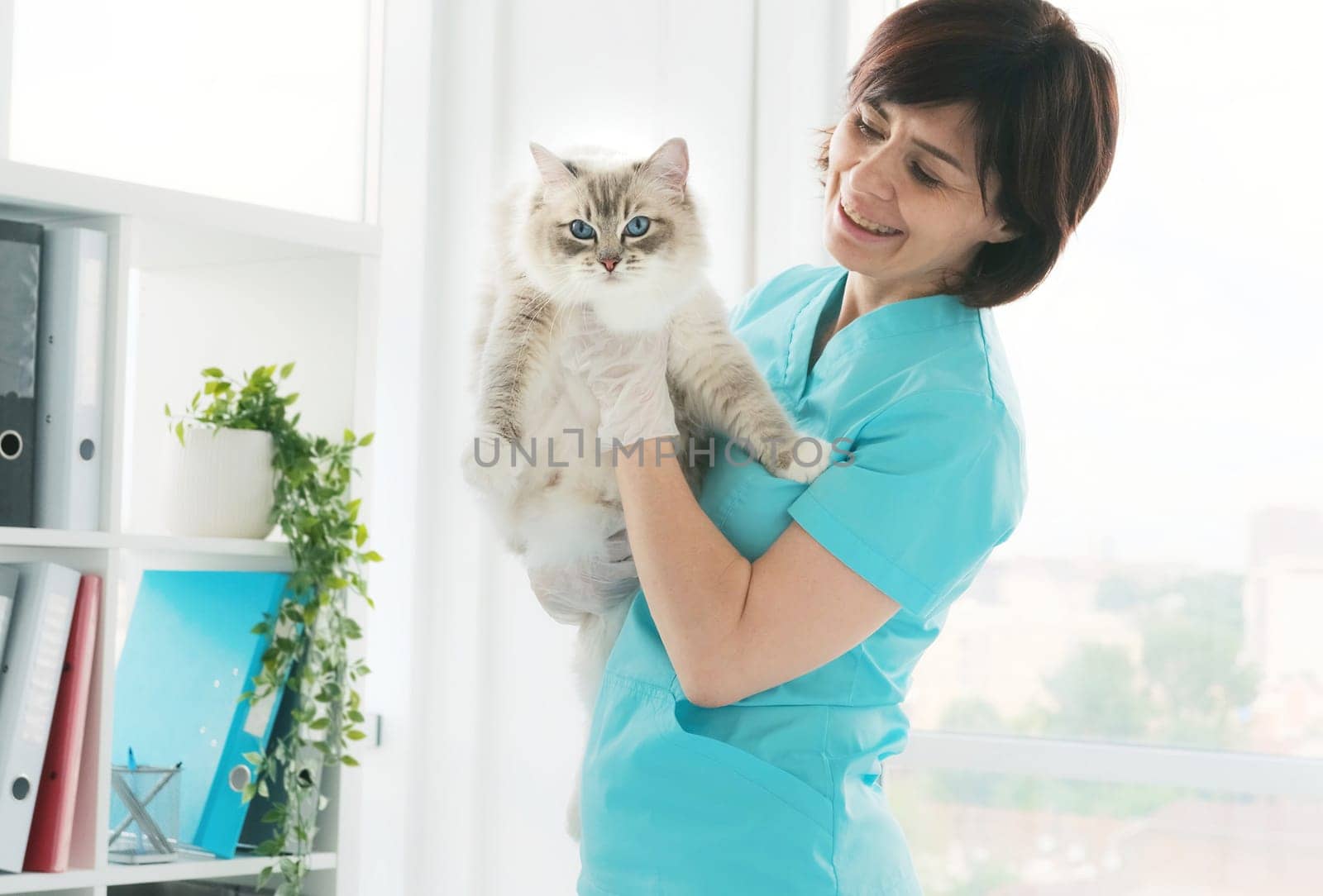 Veterinarian Doctor Holding Cat In Hands In Clinic. Fluffy Purebred Feline Pet With Vet Doctor In Hospital For Animals
