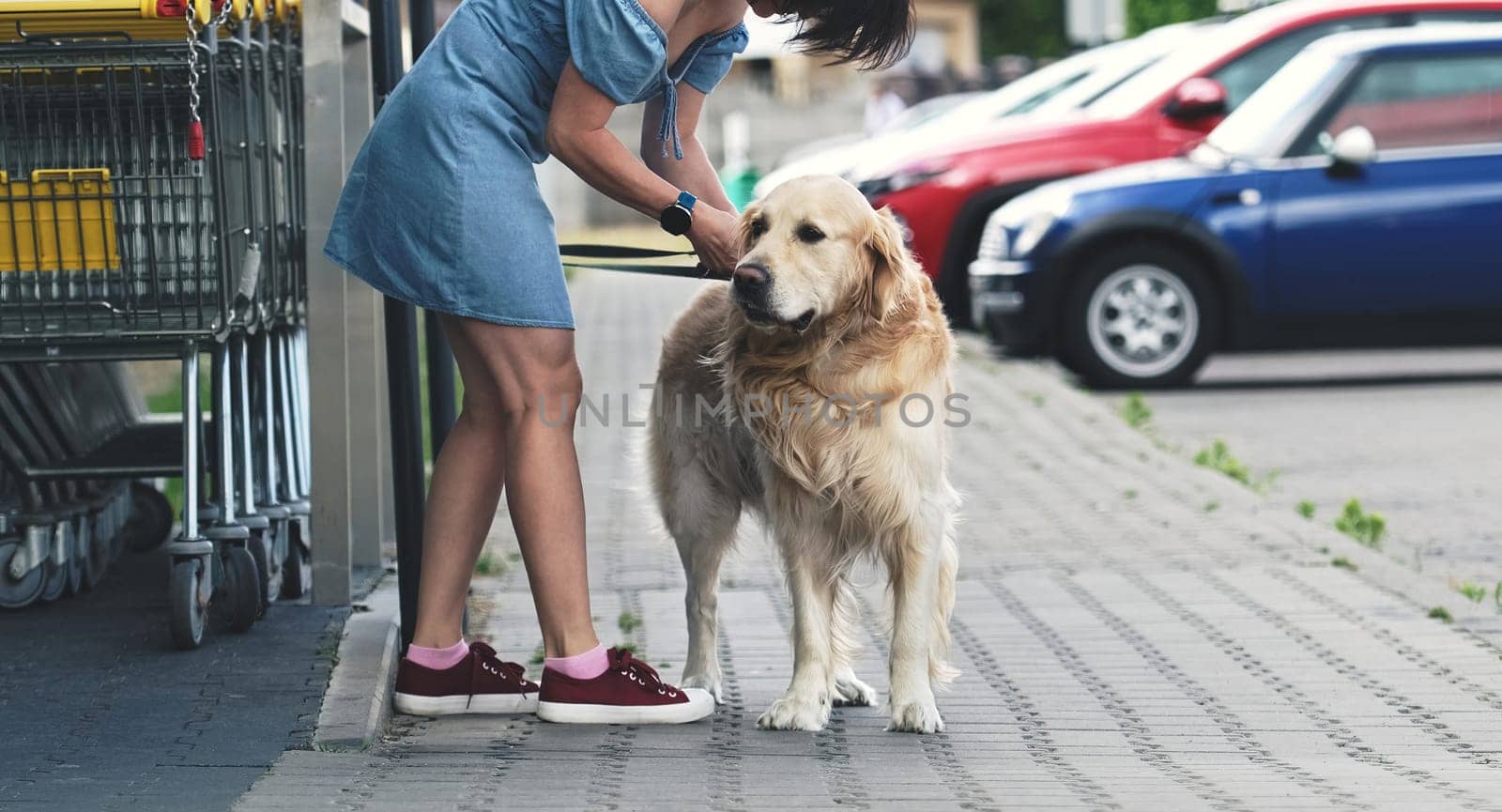 Golden retriever dog waiting owner at street near supermarket. Girl taking out leash from purebreed pet doggy outdoors
