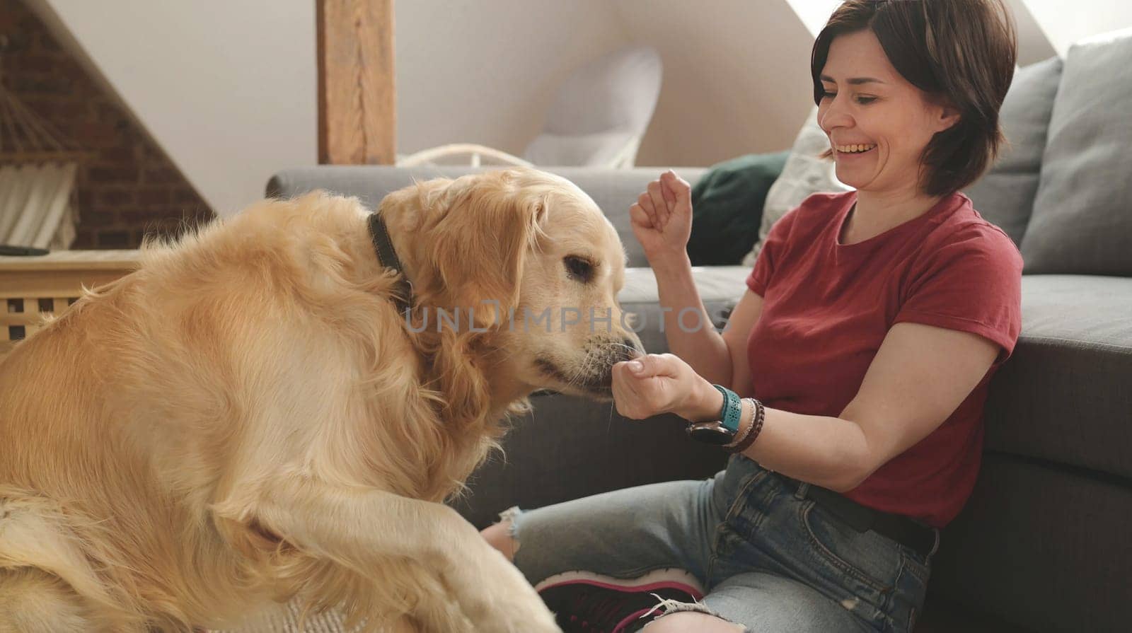 Golden retriever dog trying find food delicasy in girl owner hands at home. Young woman playing with purebred pet doggy and feeding