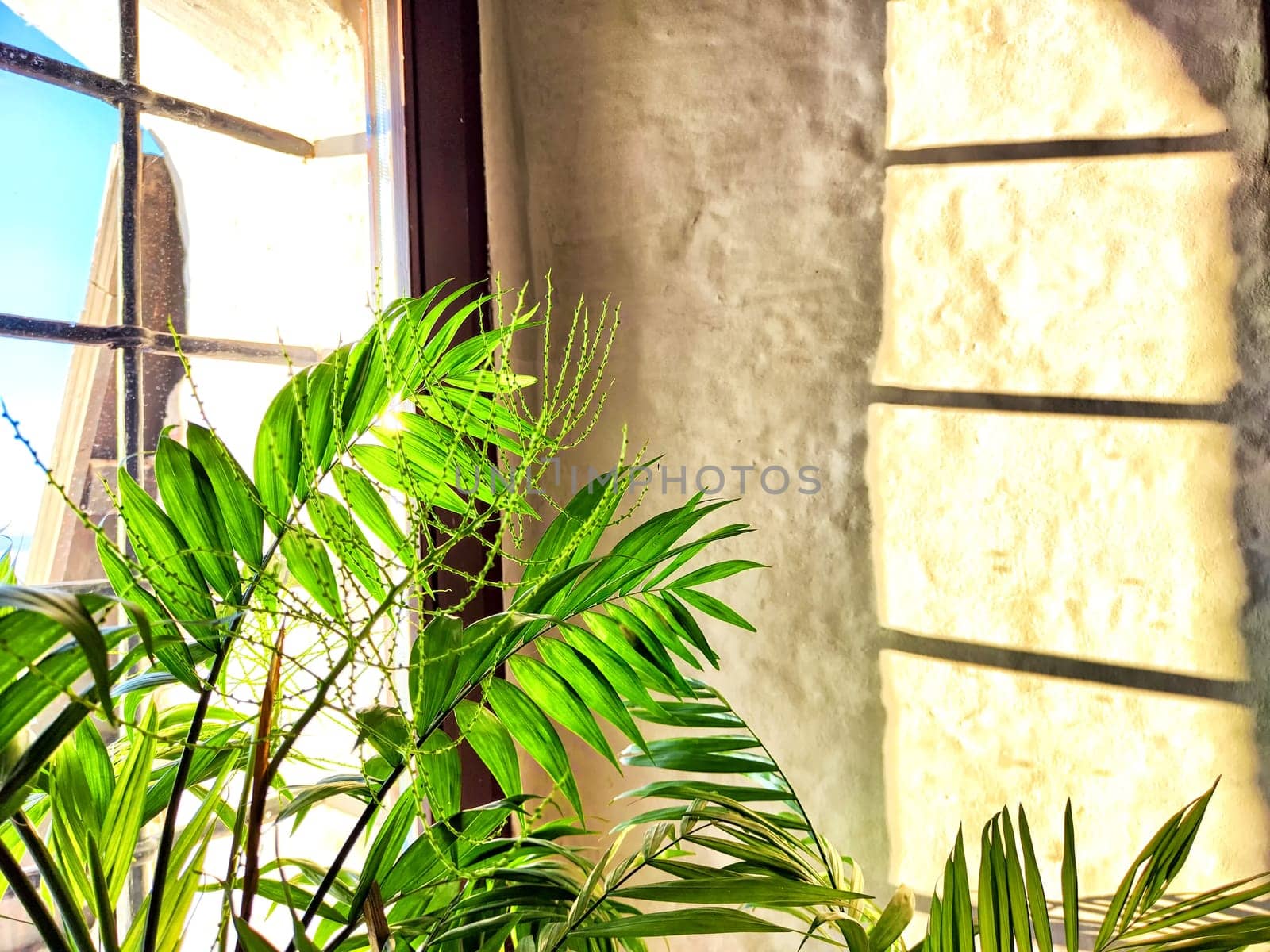 Green Hamedorea palm tree branch with leaves on windowsill in sunny day. Domestic plant. Frame, pattern, copy space on light background