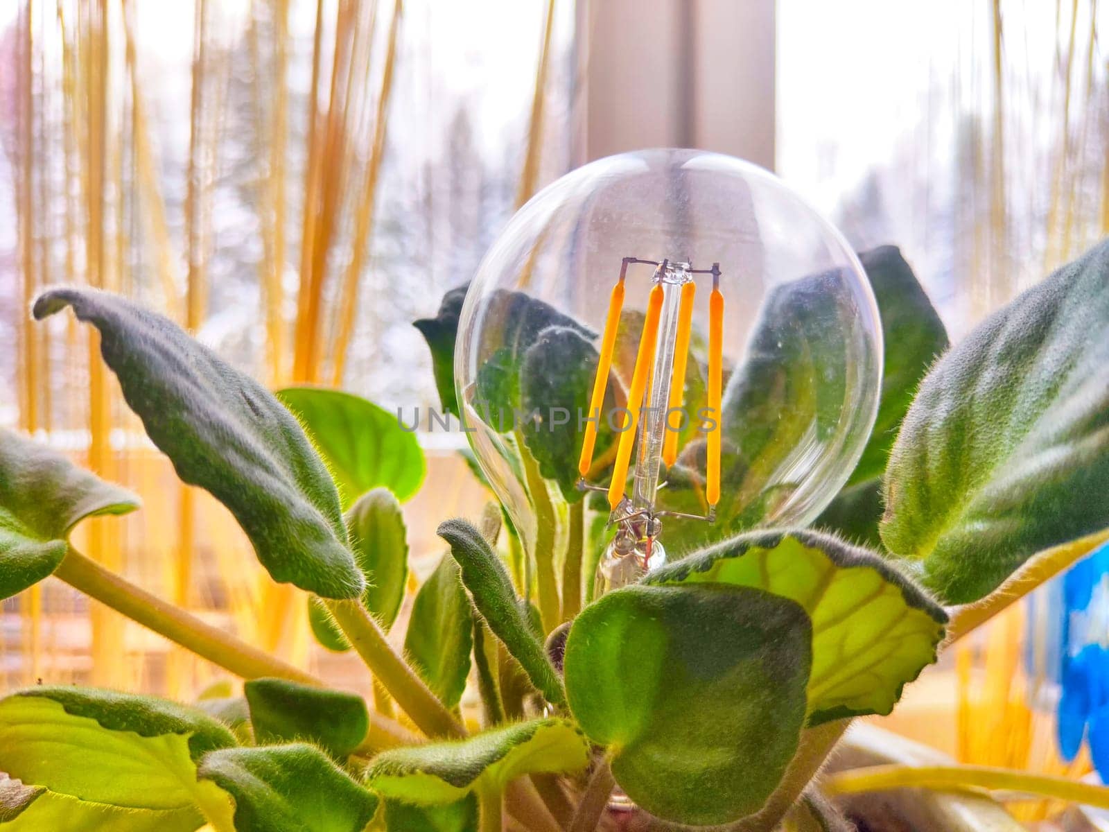 Transparent glass lamp in a green violet plant like a flower. The end of the environmental friendliness of energy-saving LED lamps