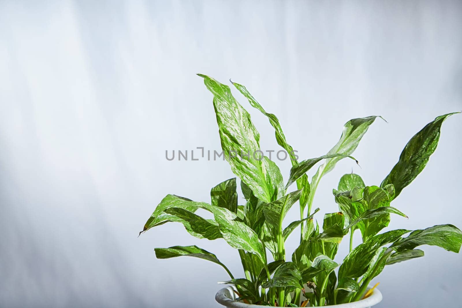 Healthy flower Dieffenbachia with distinctive green and white patterned leaves is showcased in pot against light, blurred background. Natural beauty of indoor foliage. Place for text, copy space