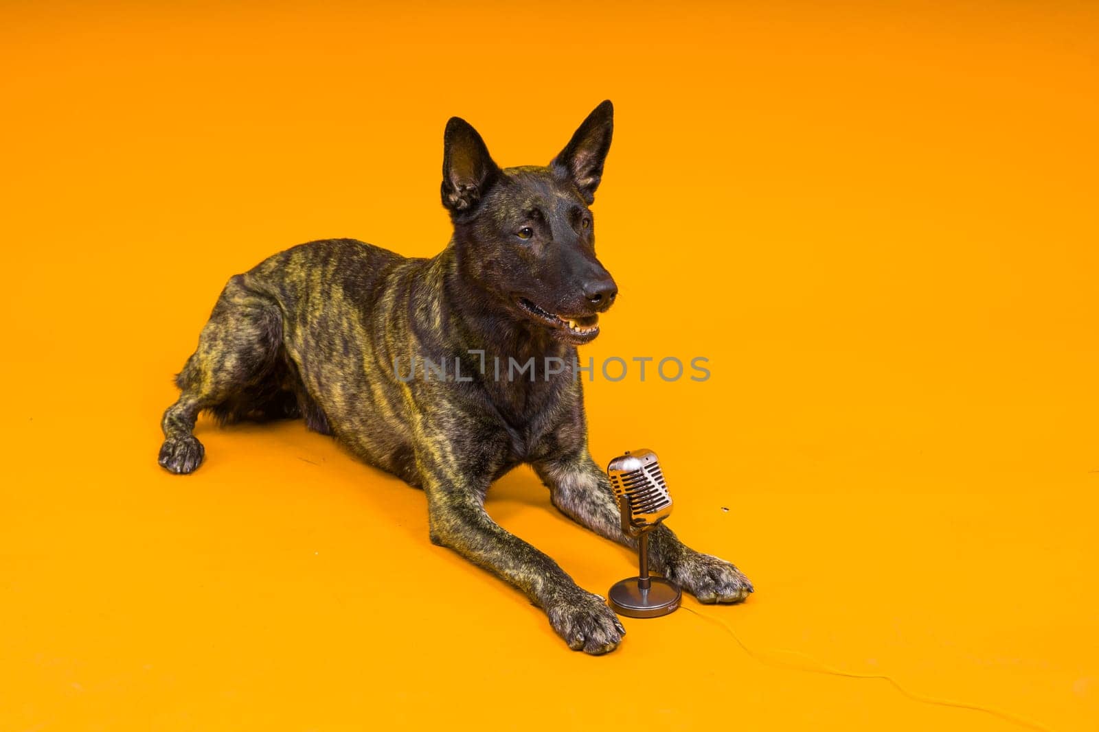 Cute singing dog Dutch shepherd in studio red yellow background