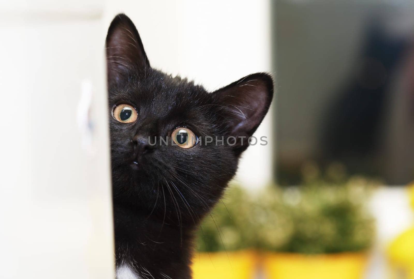 Small fun black kitten with big surprised eyes portrait