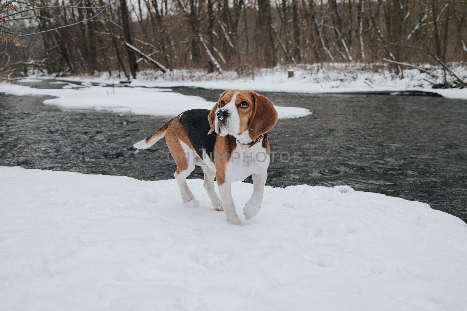 Lovely beagle puppy on coast river, snow at winter. Cute dog on walk on nature by kristina_kokhanova