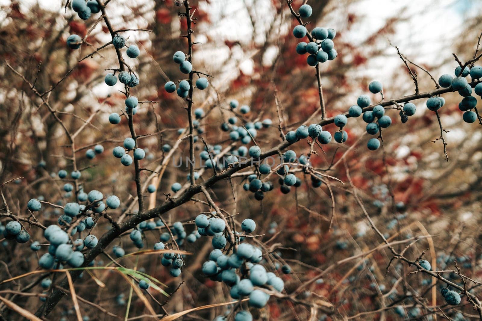 Wild acid ripe sloe - Prunus spinosa in autumn nature. Botany, plants concept. by kristina_kokhanova