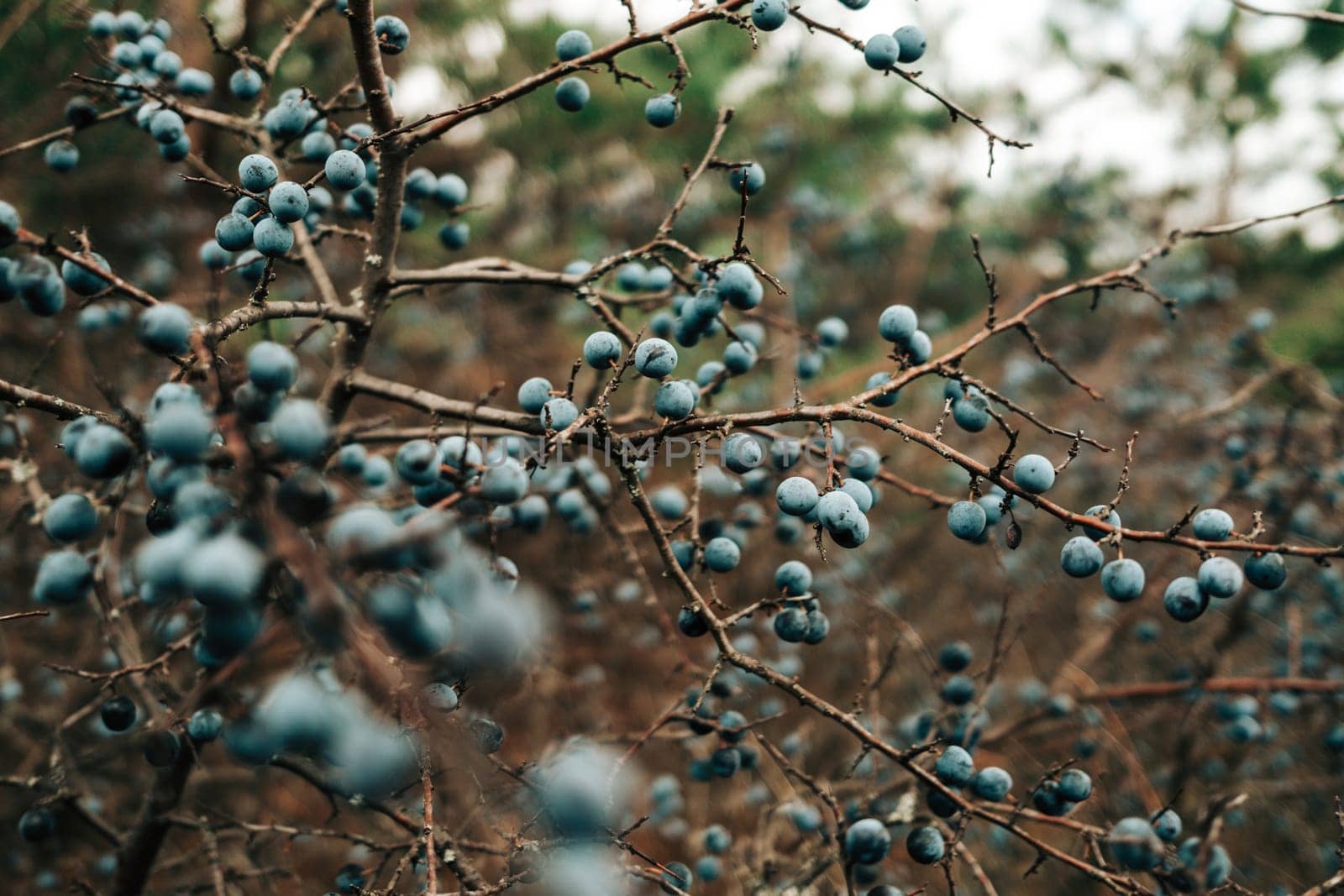 Wild acid ripe sloe - Prunus spinosa in autumn nature. Botany, plants concept. by kristina_kokhanova