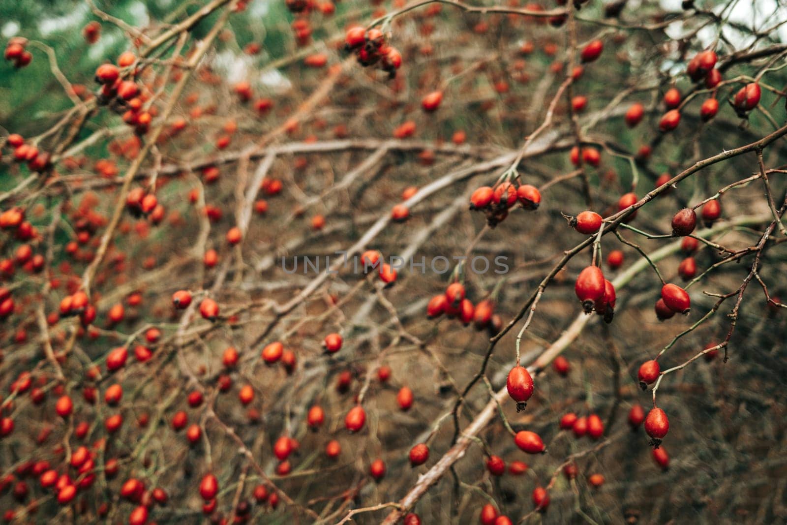 Ripe rose hips branches in late October. Medicinal berries, rosa canina, dog-rose. High quality photo