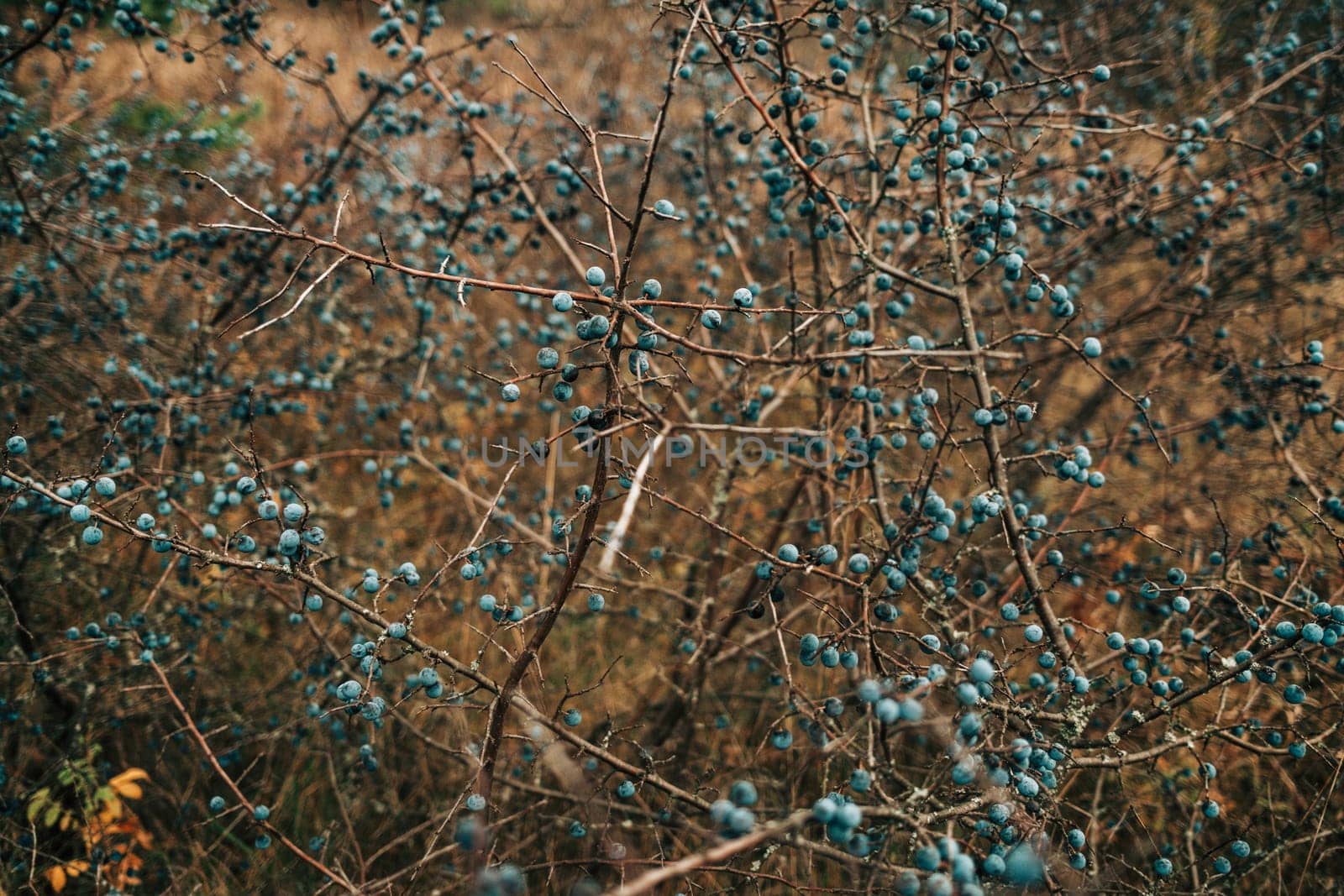 Wild acid ripe sloe - Prunus spinosa in autumn nature. Botany, plants concept. High quality photo