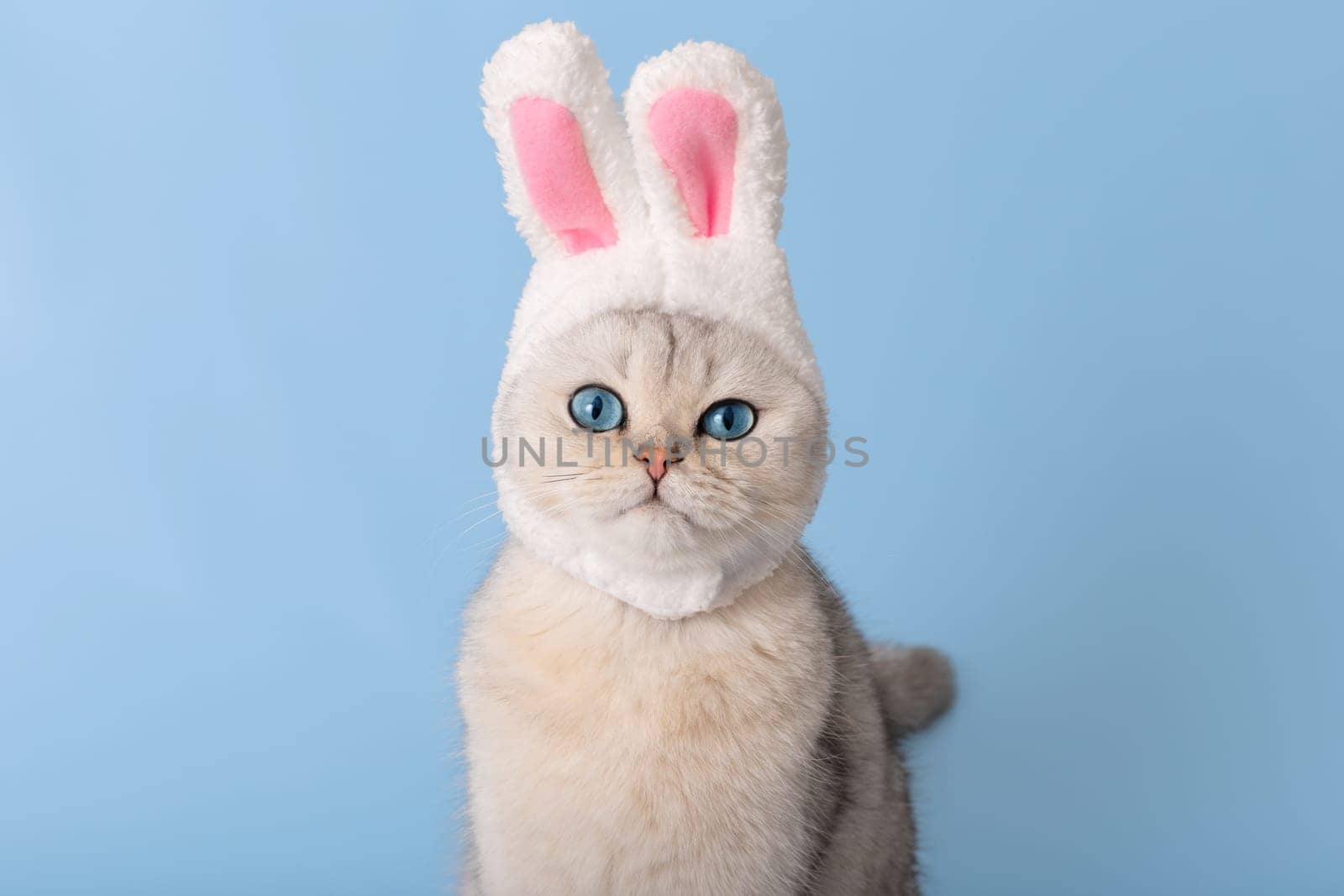 Funny white cat in hat with bunny ears isolated on blue background. Looks at the camera. Copy space