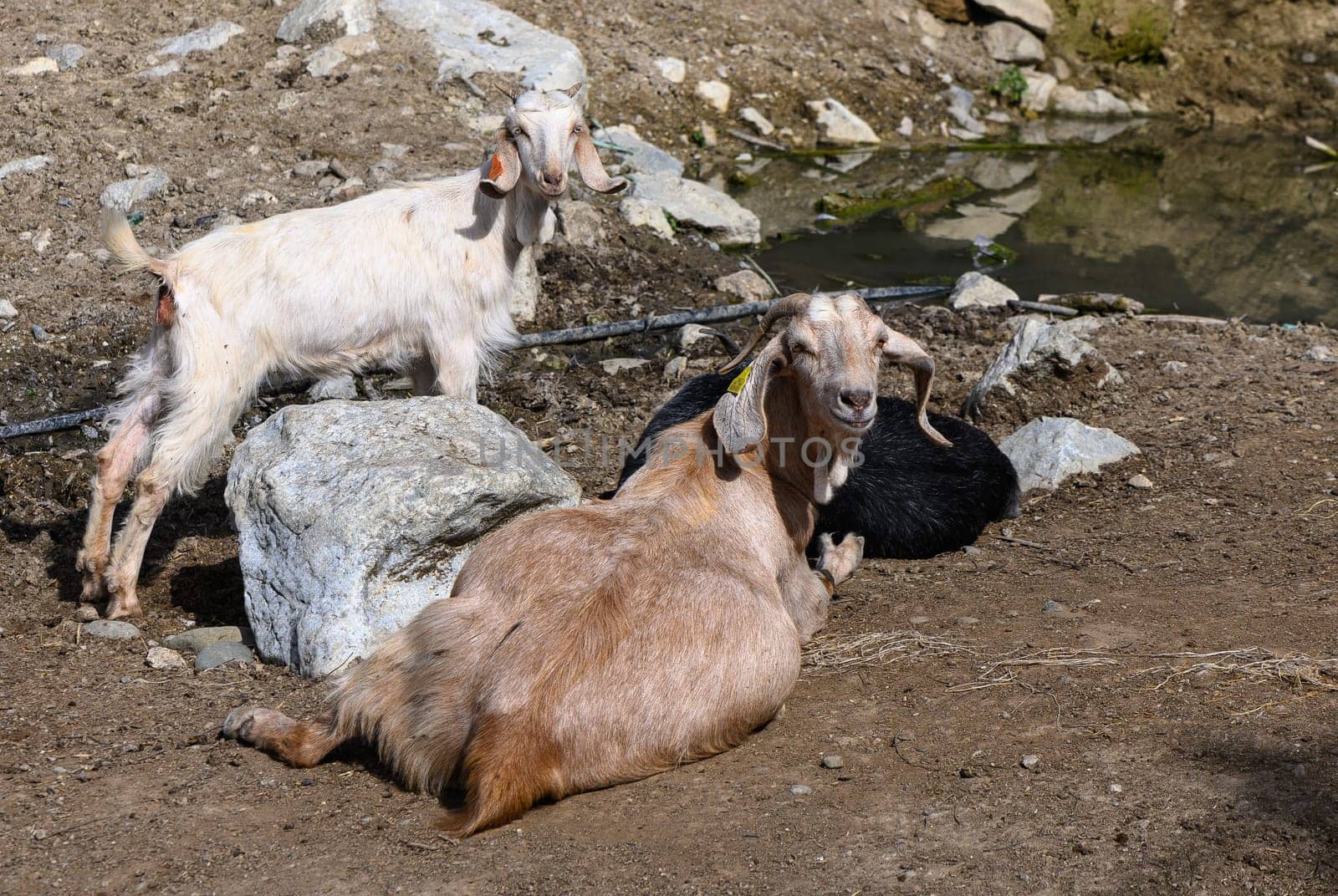 domestic goats in a village in winter in Northern Cyprus