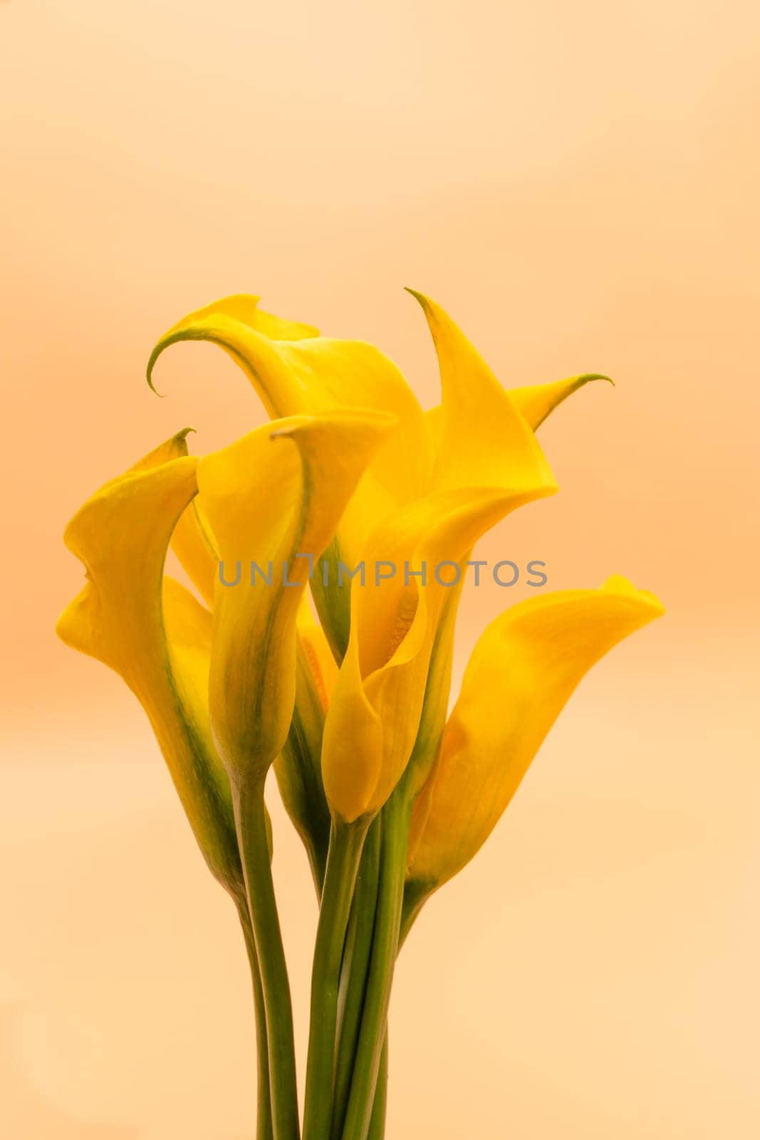 Beautiful Yellow Zantedeschia Flower, Calla Lily Or Arum Lily Lovely Bouquet On Yellow Peach Background. Vertical Plane. by netatsi