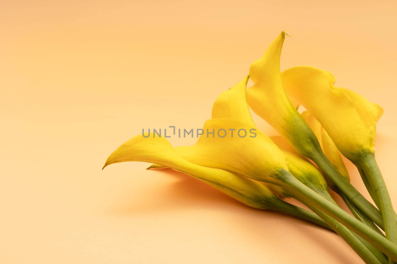 Design Beautiful Yellow Calla Lily, Zantedeschia Flower Or Arum Lily. Lovely Bouquet On Yellow Peach Background. Floral Shop, Plant, Template Botany. Copy Space. Horizontal by netatsi