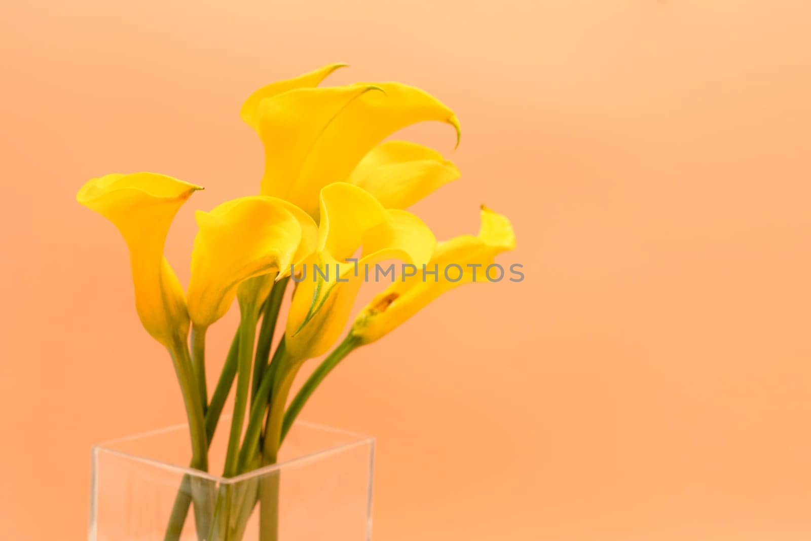 Design Beautiful Yellow Zantedeschia Flower In Glass Vase, Calla Lily Or Arum Lily Lovely Bouquet On Yellow Peach Background. Vertical Plane. Floral pattern, Template Botany. Copy Space. Horizontal.