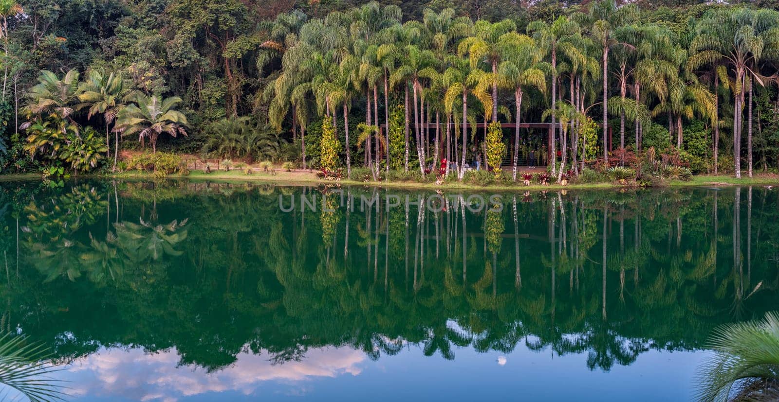 Pristine lake mirrors tropical palm trees and foliage at twilight.