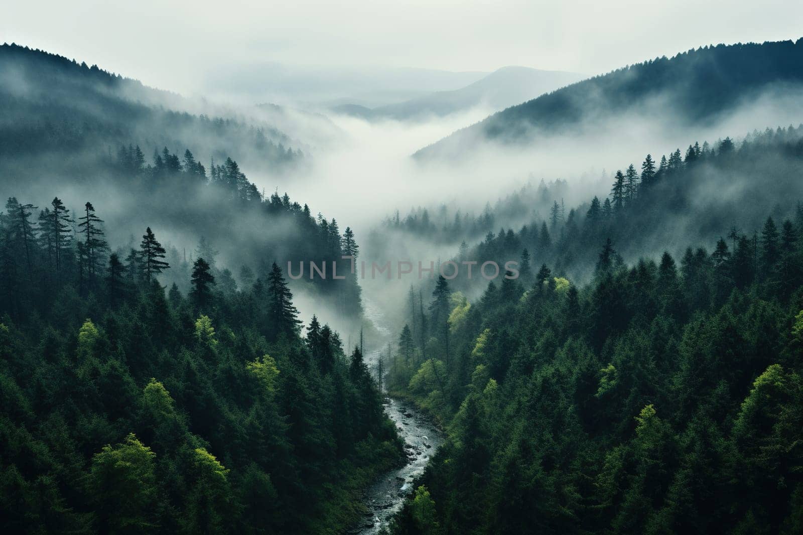 Top view of a dense spruce forest and a river in the fog.