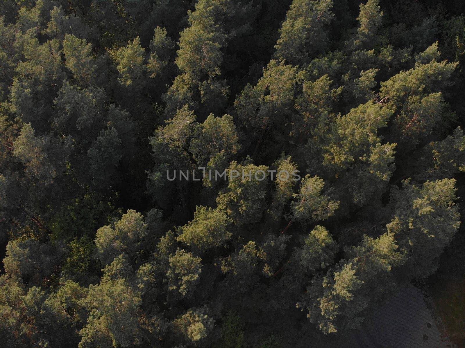 Beautiful panoramic photo over the tops of pine forest.