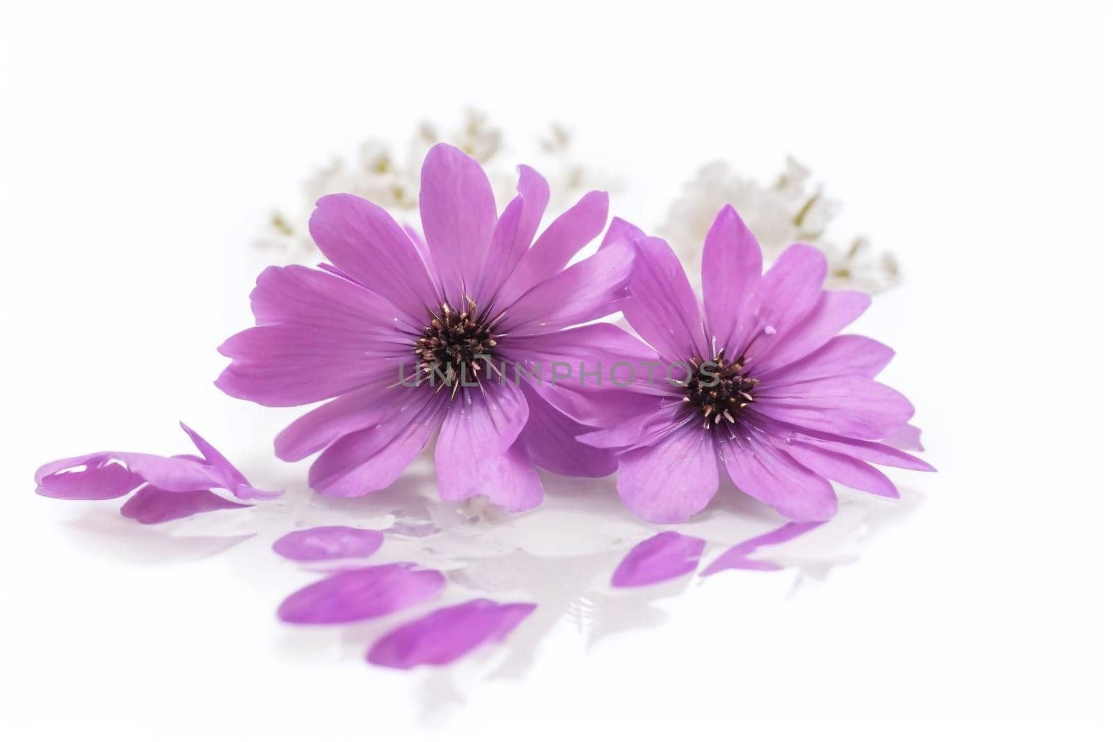 Beautiful white and purple flowers, isolated on white background. AI generated image.
