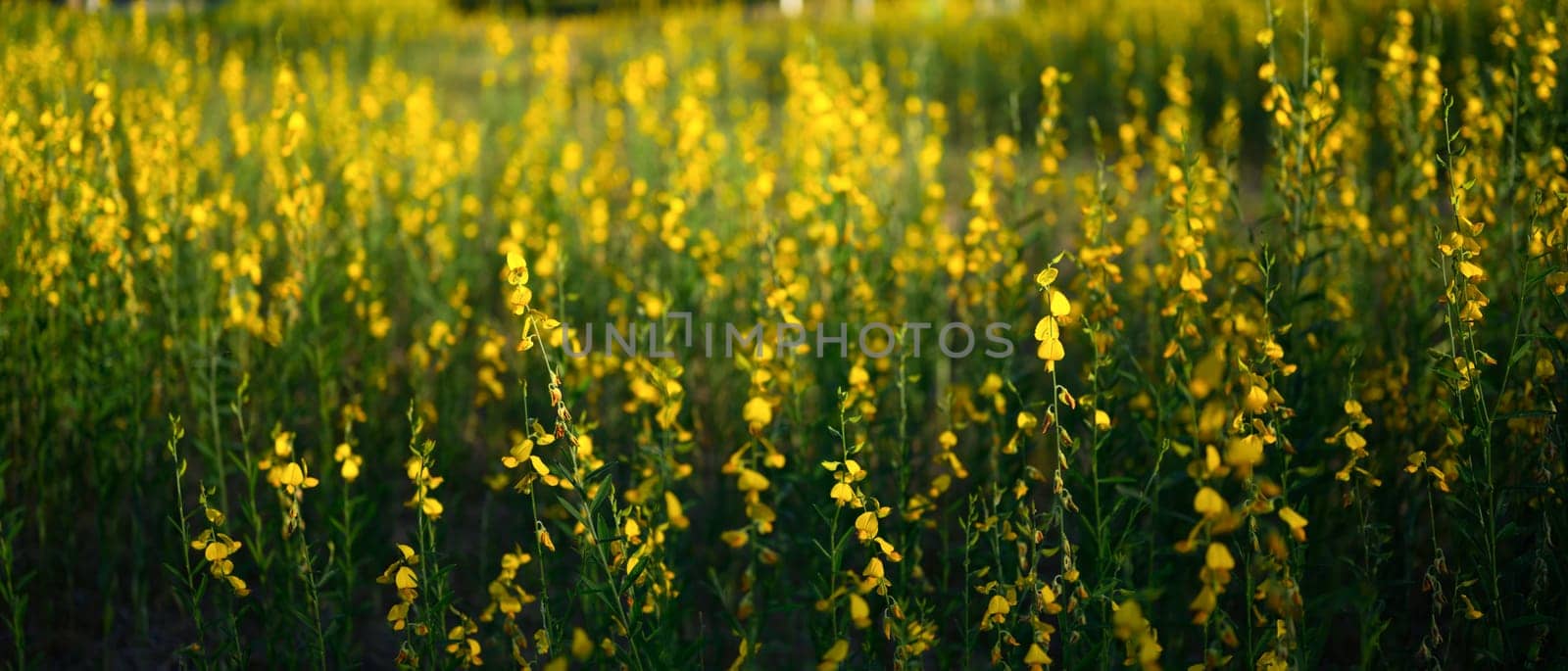 Yellow flowers of Crotalaria juncea or sunn hemp blooming in fields for soil improvement at sunset
