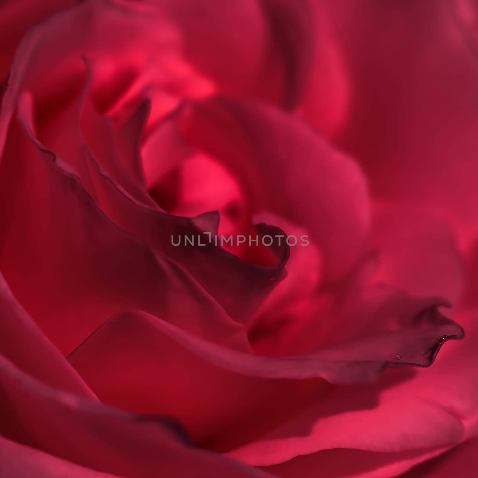 Red rose flower petals. Soft focus, abstract floral background. Macro flowers backdrop for holiday design