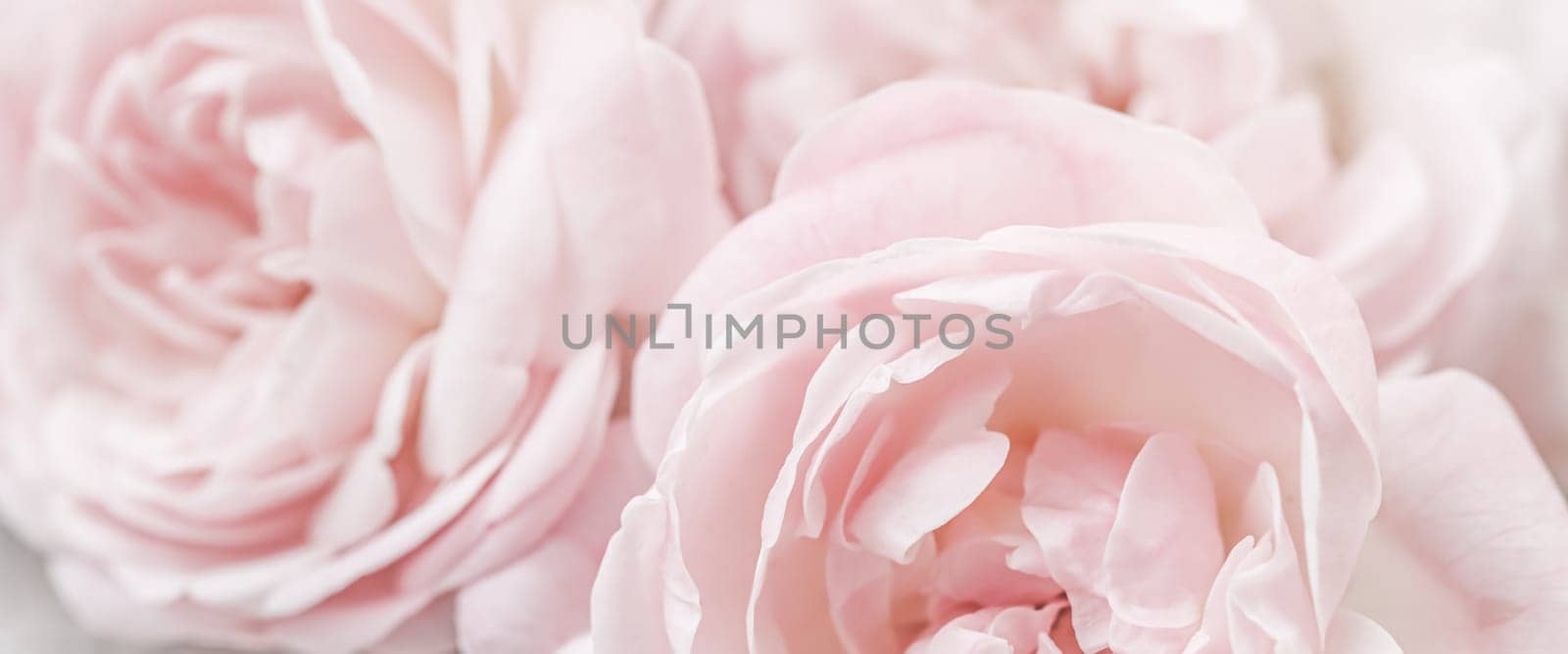 White rose flower petals.Abstract floral background. Soft focus by Olayola