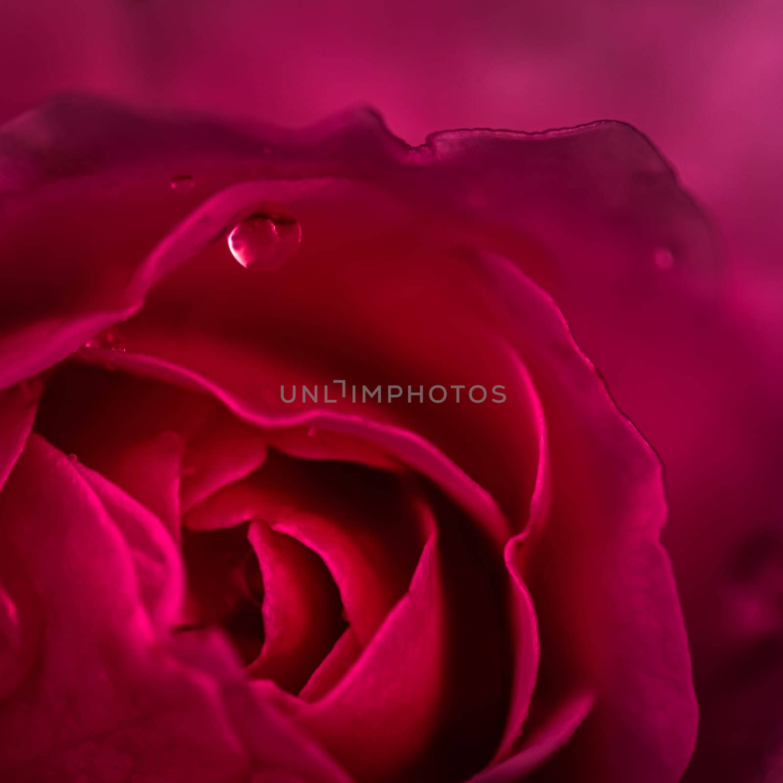 Background of red roses with dew drops. Macro flowers backdrop for holiday brand design