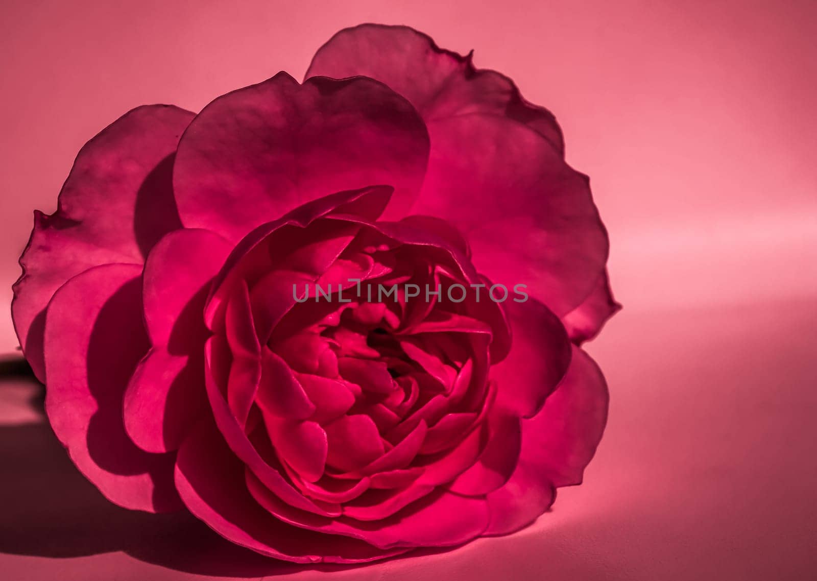 Red rose flower petals. Soft focus, abstract floral background. Macro flowers backdrop for holiday design
