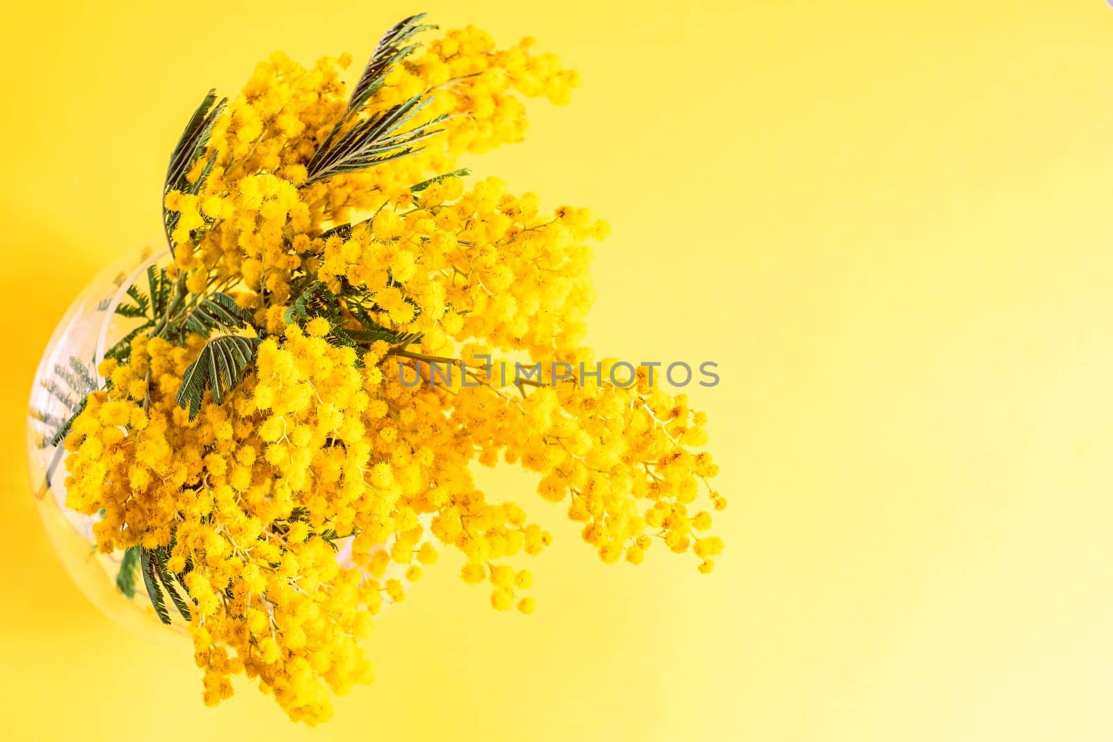 Top view Mimosa flowers in vase on yellow background, concept of spring season. Symbol of 8 March, happy women's day by Annavish