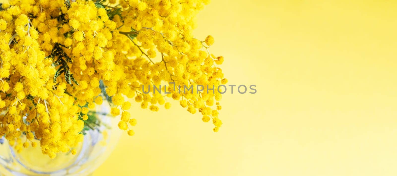 Top view Mimosa flowers in vase on yellow background, concept of spring season. Symbol of 8 March, happy women's day by Annavish