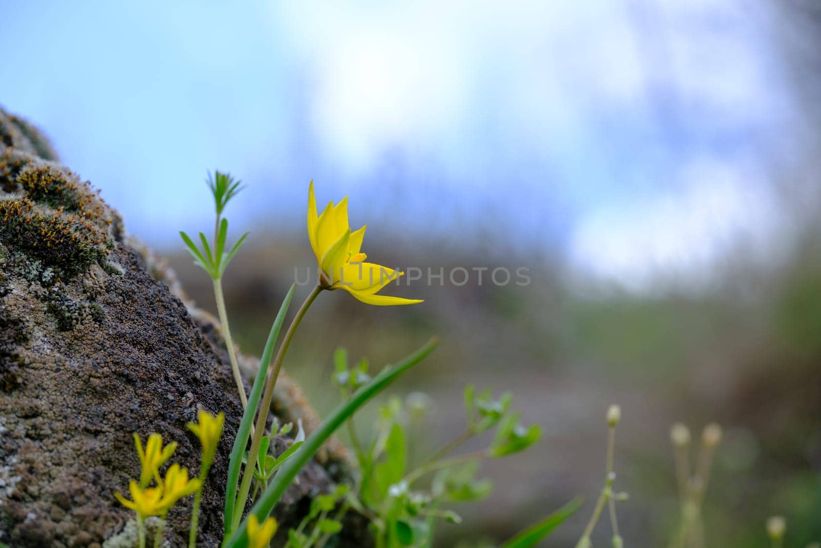 Serpentine tulip blooming flower border. Beautiful nature scene with blooming red book flower. Alternative medicine Spring Daisy. Summer flowers. Beautiful meadow. Spring background. download image