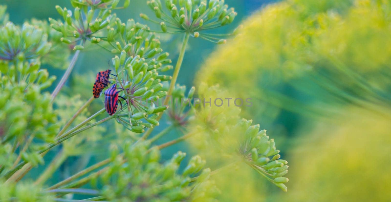 Couple striped colored red bug on the plant. Red bugs on a green branch of dill Graphosoma italicum, red and black striped stink bug, Pentatomidae. by igor010