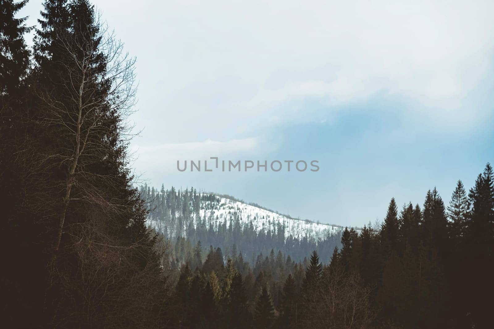 Forested mountain slope with the evergreen conifers shrouded in mist in a scenic landscape view by igor010