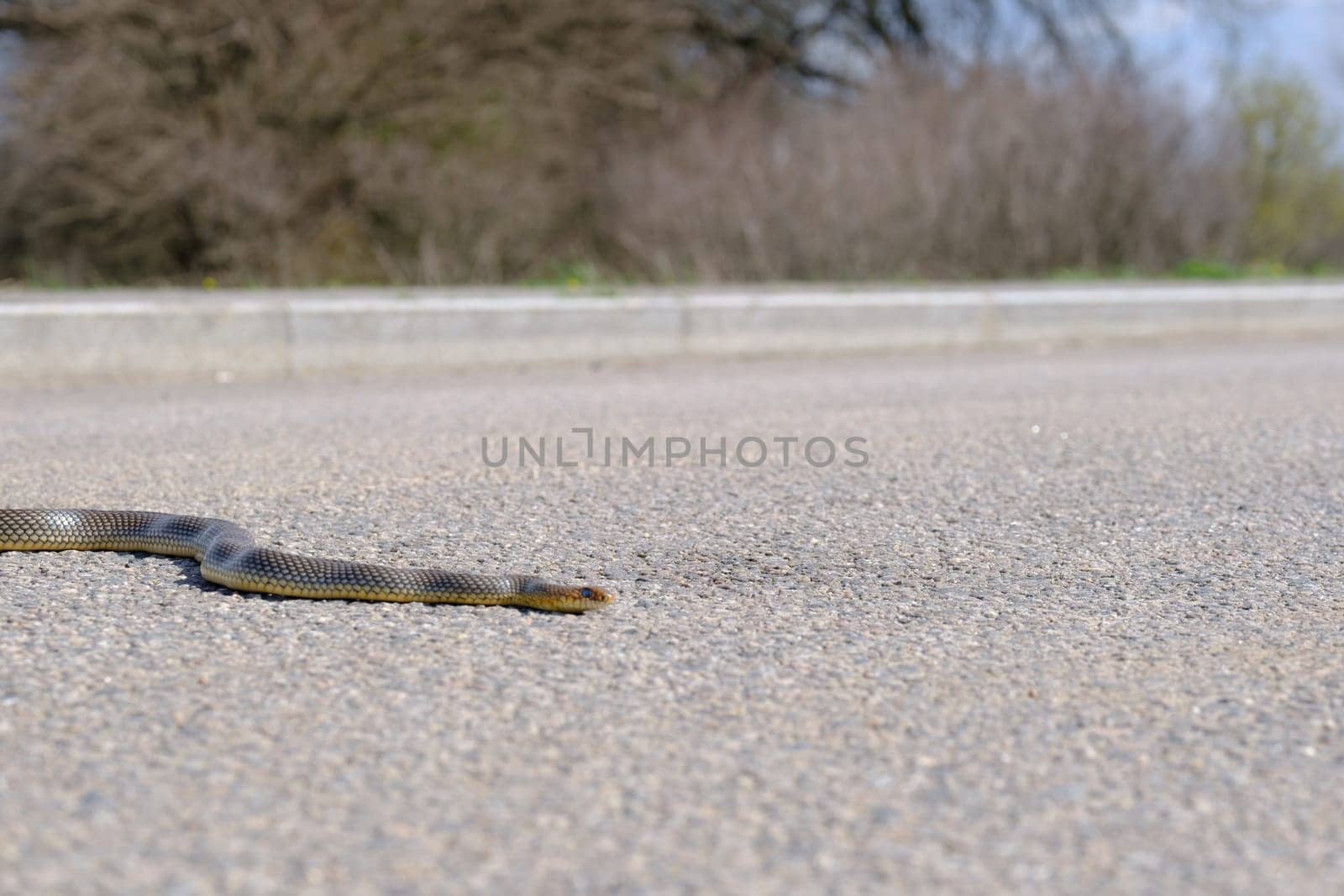Snake Crossing road. Snake in nature. Dice snake crawling on asphalt road. download image by igor010