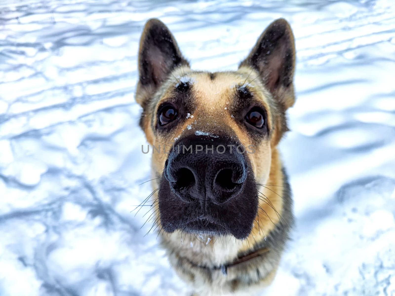 Dog German Shepherd in winter day and white snow arround. Waiting eastern European dog veo and white snow