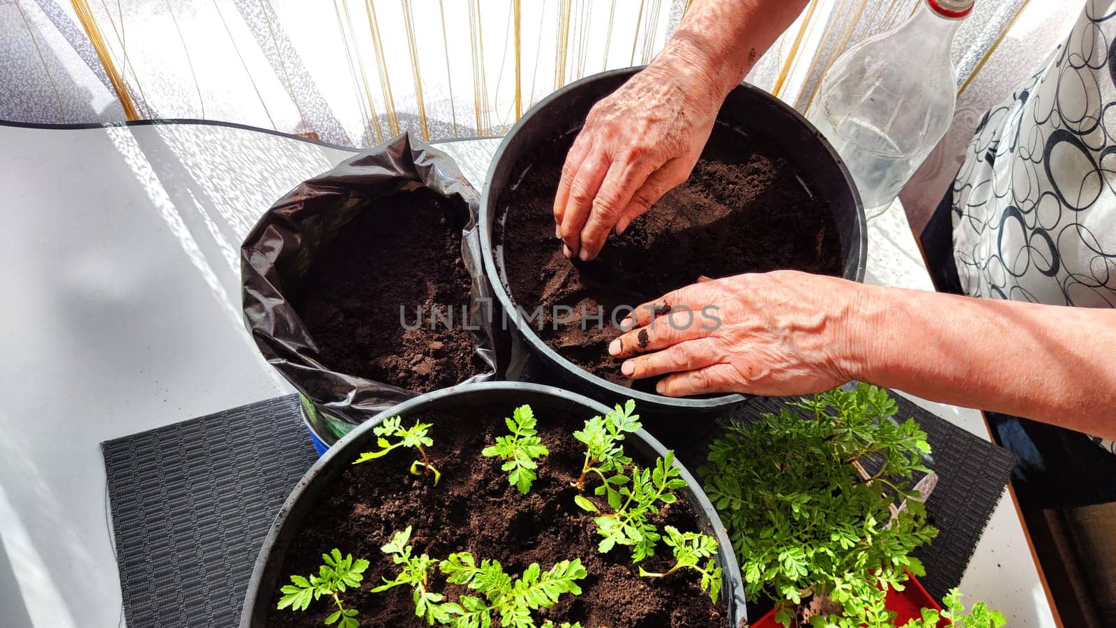 Planting marigold flowers in a pot. Reproduction of plants in spring. Young flower shoots and greenery for the garden. The hands of elderly woman, bucket of earth, green bushes and twigs with leaves