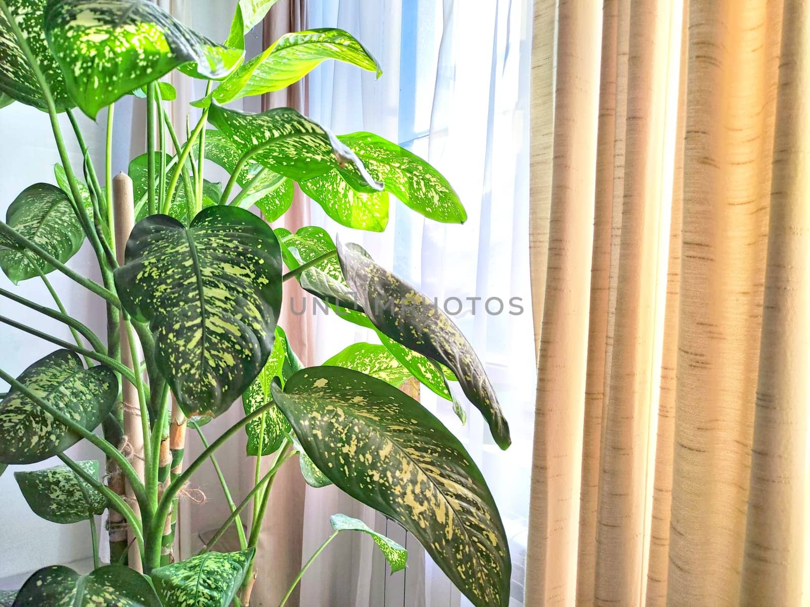 Dieffenbachia plant in a pot on a stool by the window. Retro interior in light colors. Background with plant with green leaves and fabric