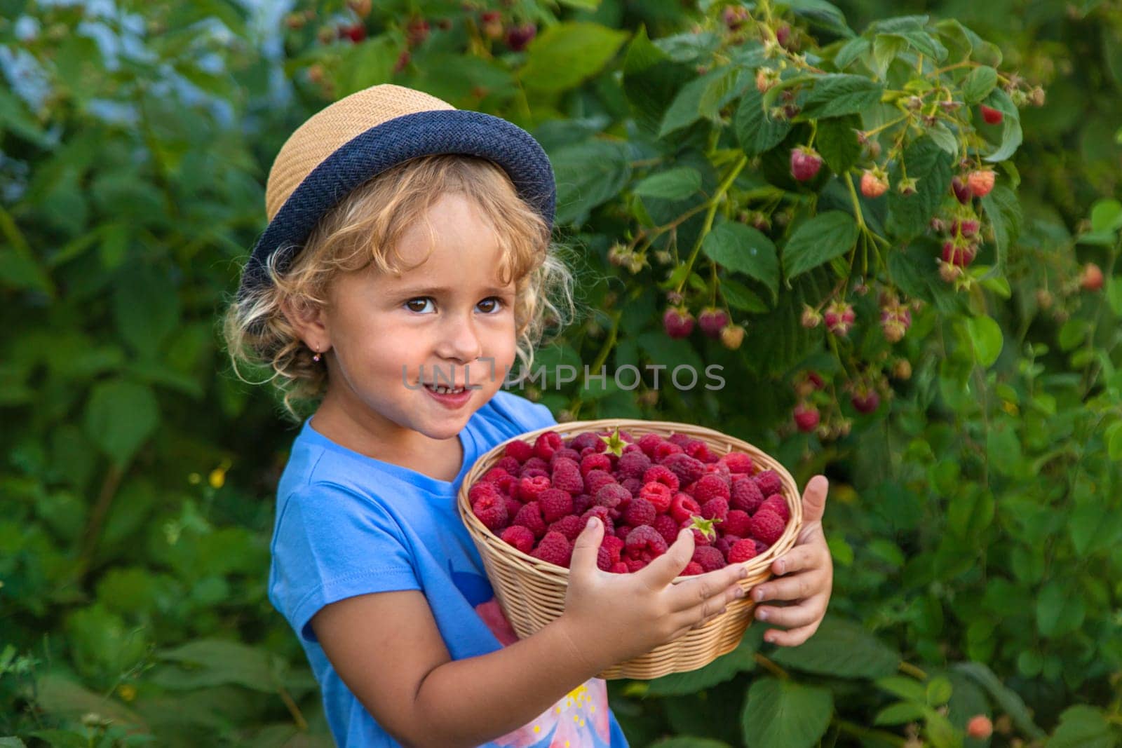 A child picks raspberries in the garden. Selective focus. Kid.