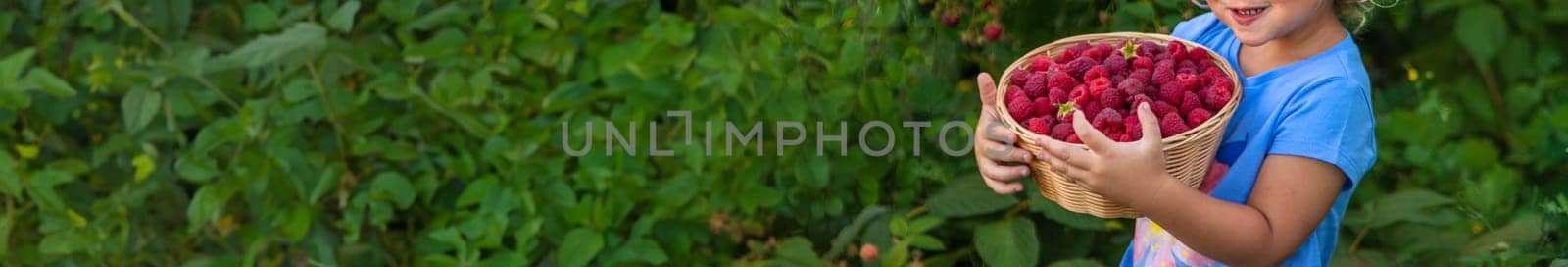 A child picks raspberries in the garden. Selective focus. Kid.