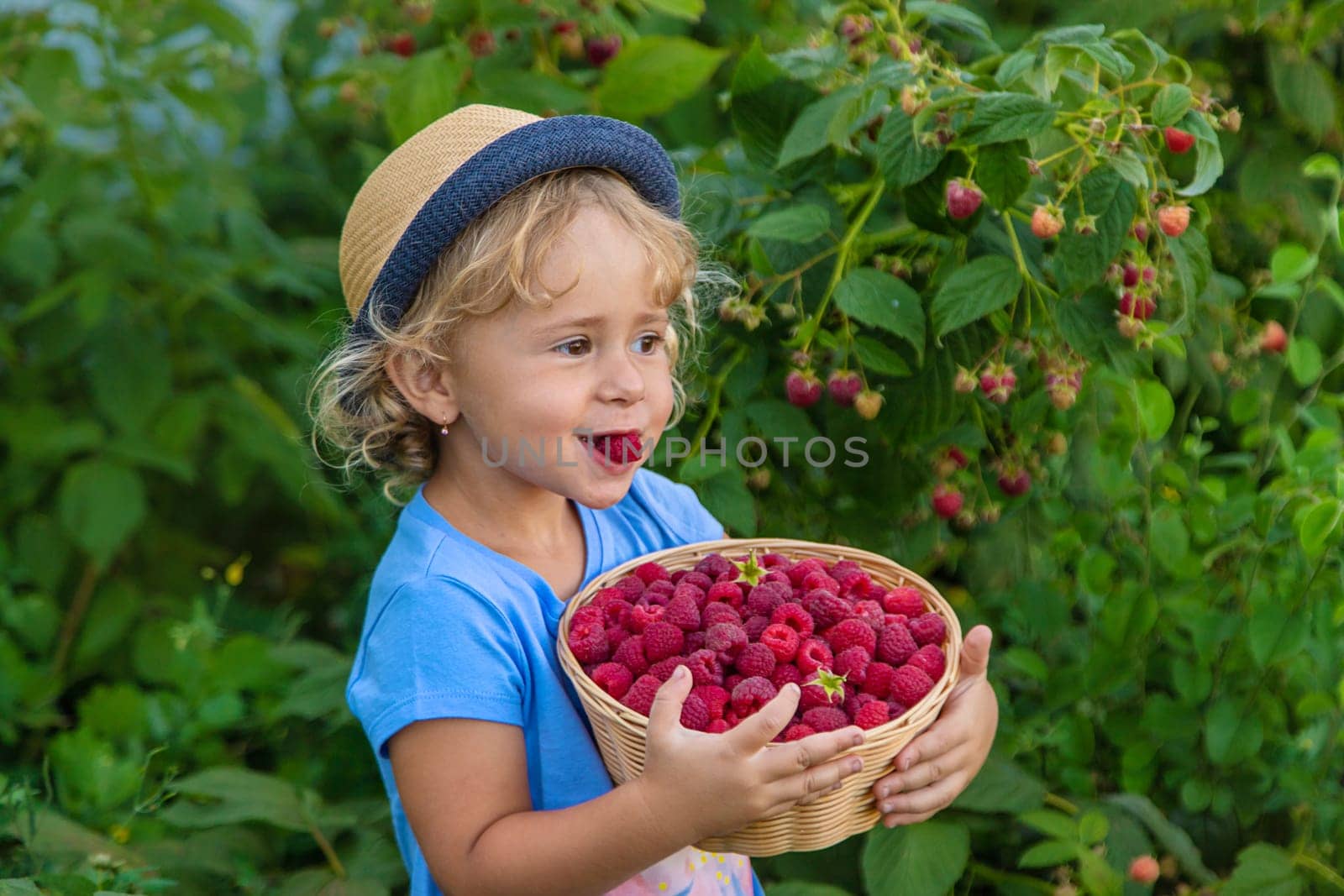 A child picks raspberries in the garden. Selective focus. Kid.