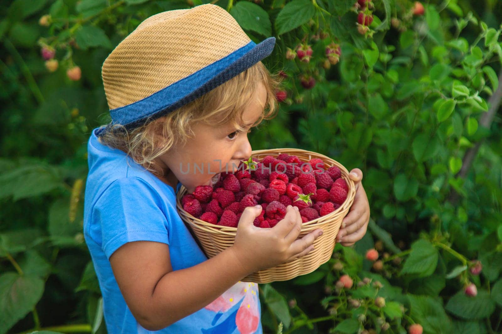 A child picks raspberries in the garden. Selective focus. Kid.