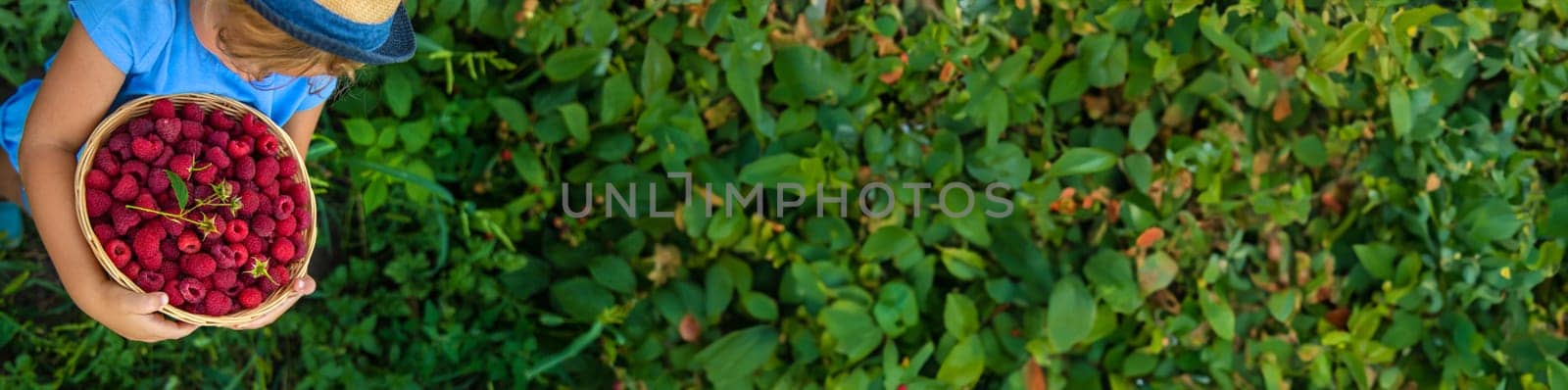 A child picks raspberries in the garden. Selective focus. Kid.